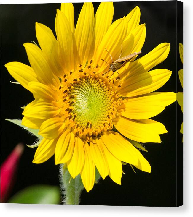 Sunflower Canvas Print featuring the photograph Butterfly Kiss by Paula Ponath