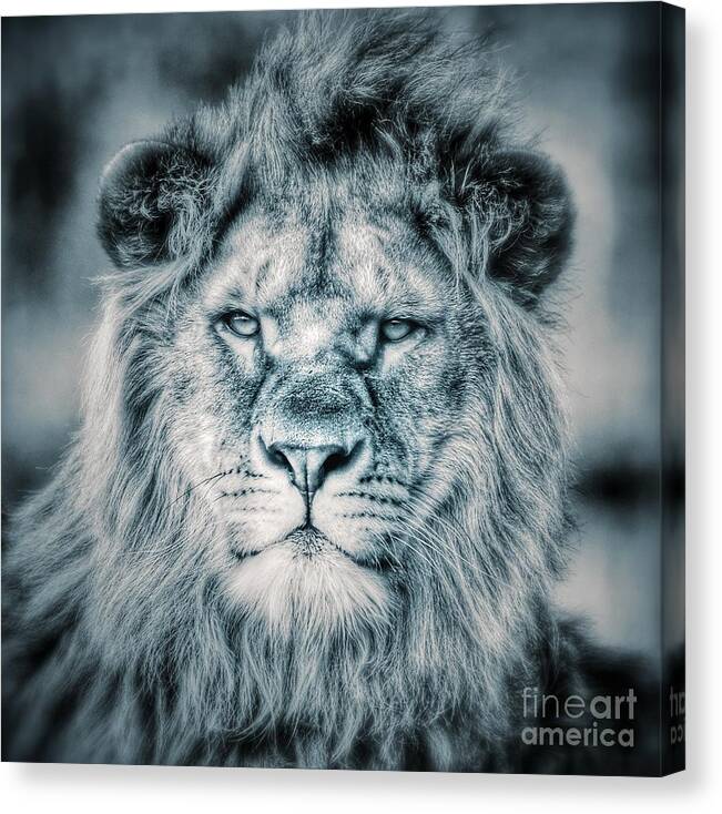 Lion Canvas Print featuring the photograph Lion portrait in monochrome II by Nick Biemans