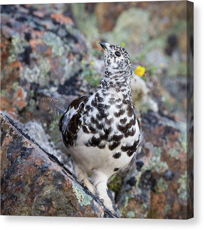 Ptarmigan Canvas Print featuring the photograph Cliffside Showoff by Tim Newton
