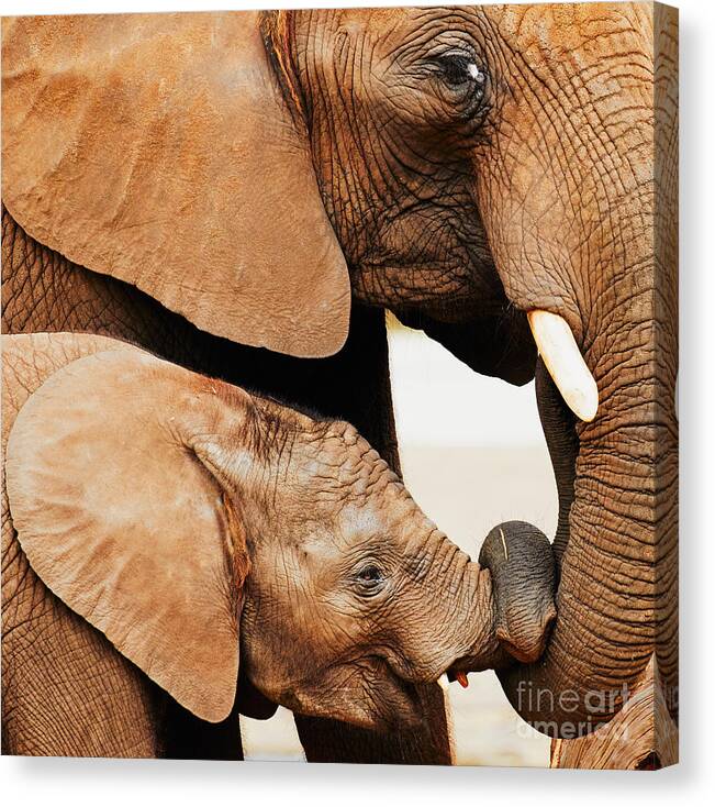 Baby Canvas Print featuring the photograph Elephant calf and mother close together by Nick Biemans