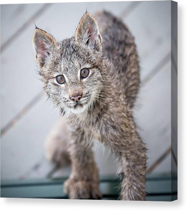 Lynx Canvas Print featuring the photograph What ARE You by Tim Newton