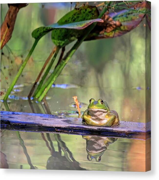 American Bullfrog Canvas Print featuring the photograph Boardwalk by Donna Kennedy