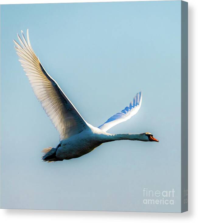 Bird Canvas Print featuring the photograph Flying swan by Casper Cammeraat