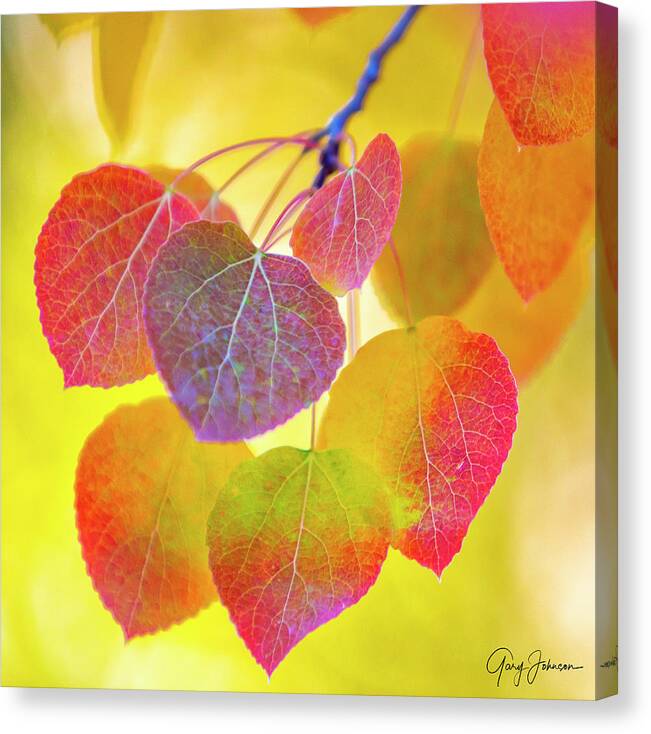 Aspen-trees Canvas Print featuring the photograph Glowing Aspen by Gary Johnson