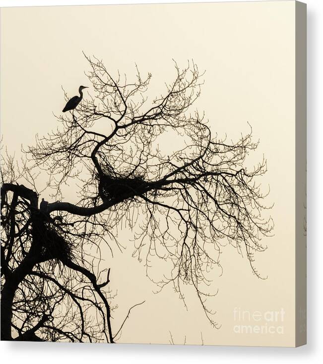 Elfhoevenplas Canvas Print featuring the photograph Heron at dawn by Casper Cammeraat