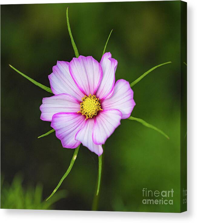 Gouda Canvas Print featuring the photograph Radiant flower by Casper Cammeraat