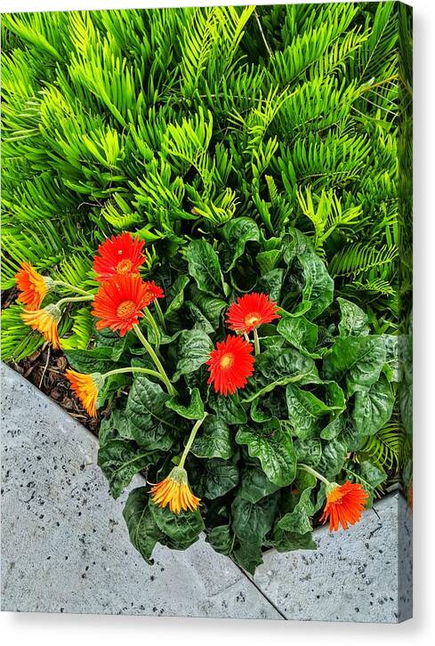 Flower Canvas Print featuring the photograph Red Goes With Everything by Portia Olaughlin