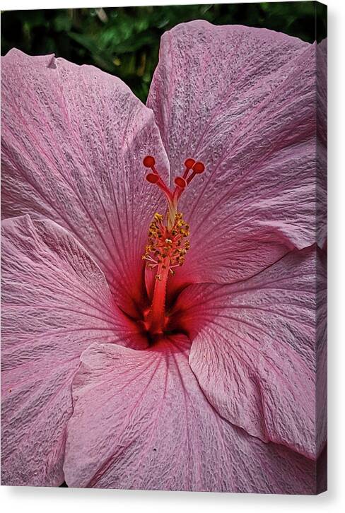 Flower Canvas Print featuring the photograph Delicate Pink Hibiscus by Portia Olaughlin