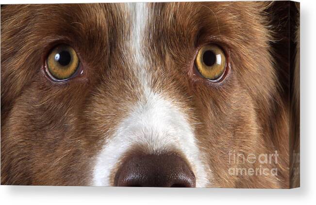 Border Collie Canvas Print featuring the photograph Border Collie Eyes #1 by Christine Steimer