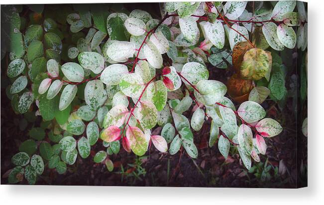 Snowbush Canvas Print featuring the photograph Snowbush #1 by Ginny Schmidt