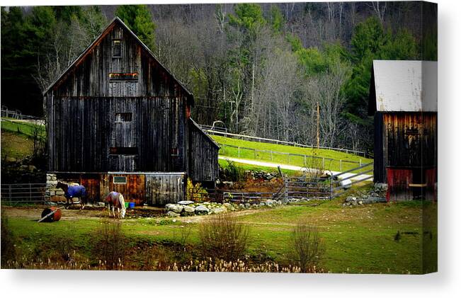 Horse Canvas Print featuring the photograph The Horse Farm by Marysue Ryan