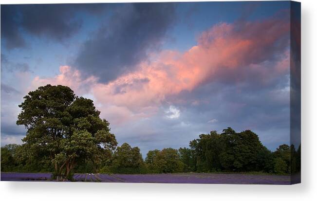 Silhouette Canvas Print featuring the photograph Beautiful vibrant colorful Summer sunest over lavender field #2 by Matthew Gibson