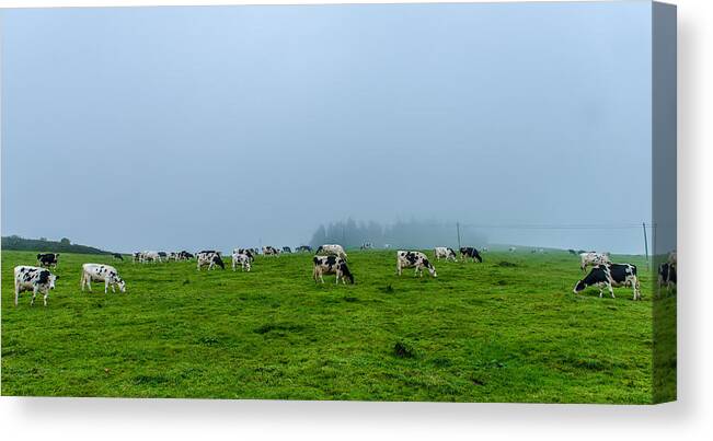 Cows In The Field Canvas Print featuring the photograph Cows in the Field by Joseph Amaral