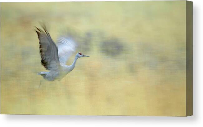Abstract Canvas Print featuring the photograph USA, New Mexico, Bosque Del Apache #33 by Jaynes Gallery
