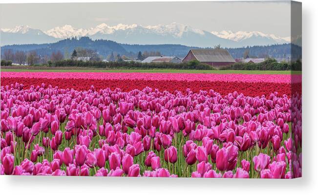 Agriculture Canvas Print featuring the photograph Commercial Tulip Field In Bloom #5 by Chuck Haney