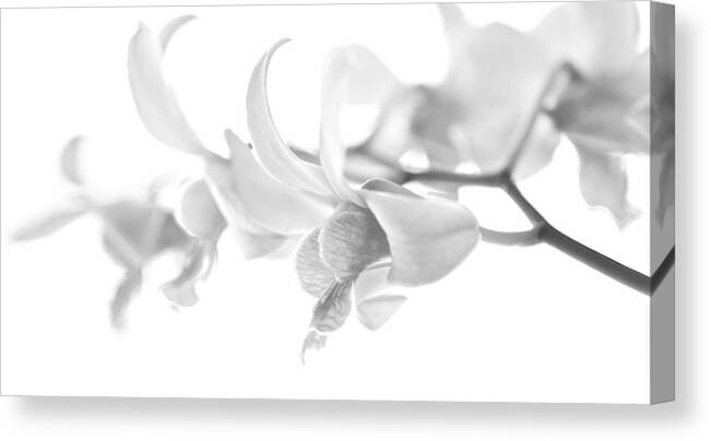 Orchids Canvas Print featuring the photograph 50 Shades of White by Jade Moon 