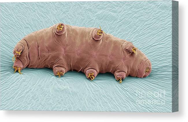 Scanning Electron Micrograph Canvas Print featuring the photograph Water Bear, Sem #8 by Steve Gschmeissner