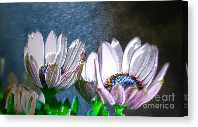 Flower Canvas Print featuring the photograph African Daisy Detail by Donna Brown