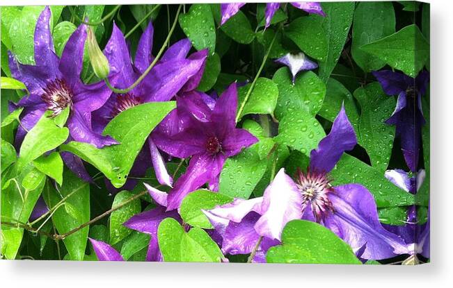 Climatis Canvas Print featuring the photograph After the rain by Kristine Bogdanovich