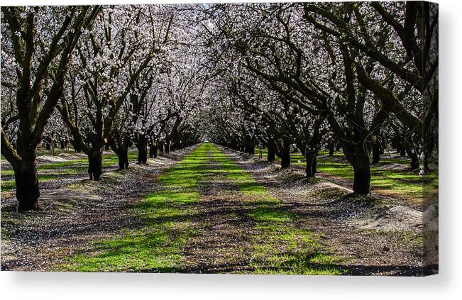 Almond. Almond Grove Canvas Print featuring the photograph Almond Grove by Mike Ronnebeck