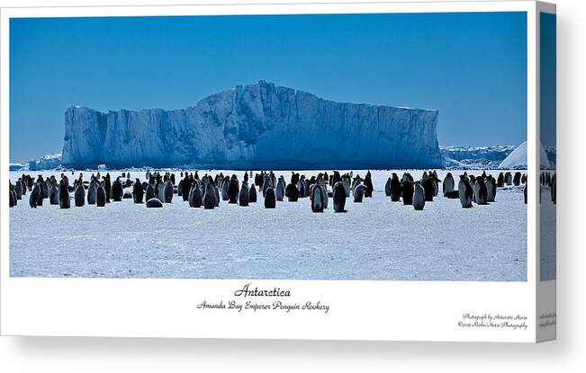 Antarctic Landscape Canvas Print featuring the photograph Amanda Bay Rookery by David Barringhaus