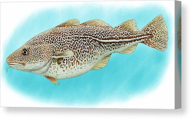 Atlantic Cod Canvas Print featuring the photograph Atlantic Cod by Roger Hall