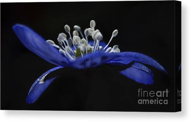 Festblues Canvas Print featuring the photograph Baby Blues.. by Nina Stavlund