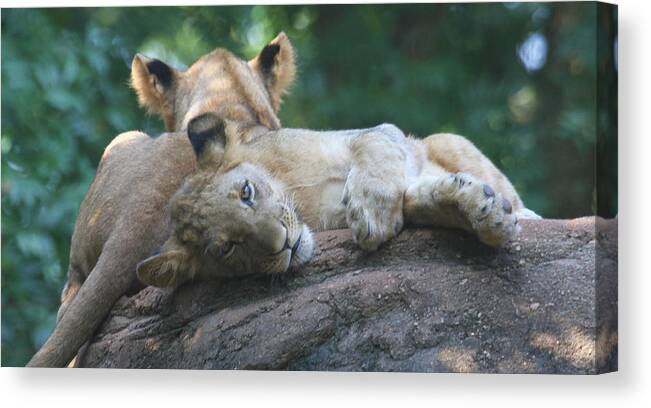 Lion Canvas Print featuring the photograph Baby Lions by Cathy Lindsey