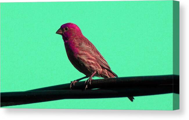 Bird Canvas Print featuring the photograph Bird on a Wire 3 by Laurie Tsemak