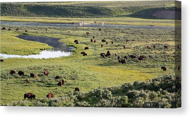 Bison Canvas Print featuring the photograph Bison in Hayden Valley in Yellowstone National Park by Jean Clark
