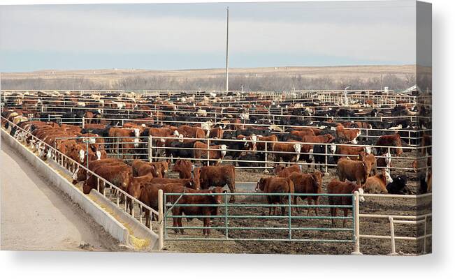 Animal Canvas Print featuring the photograph Cattle Feedlot by Jim West