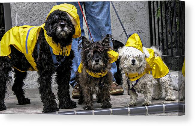 Rebecca Dru Photography Canvas Print featuring the photograph Dogs In Raincoats by Rebecca Dru