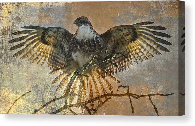 Hawk Canvas Print featuring the photograph Drying Out by Angie Vogel