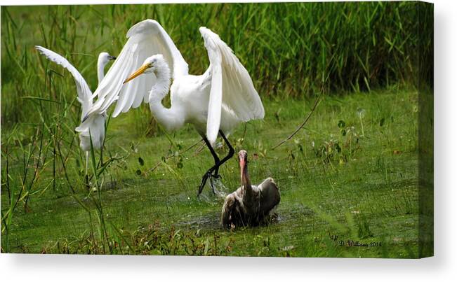 Egret Canvas Print featuring the photograph Egrets taking flight by Dan Williams