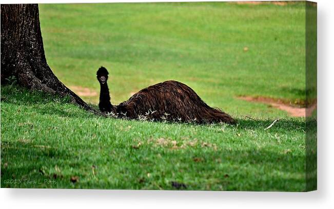 Emu Canvas Print featuring the photograph Emu at Rest by Tara Potts