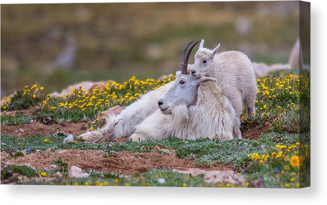 Goat Canvas Print featuring the photograph Evans Treasure by Kevin Dietrich