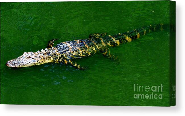 Alligator Canvas Print featuring the photograph Floating Alligator by Cynthia Guinn