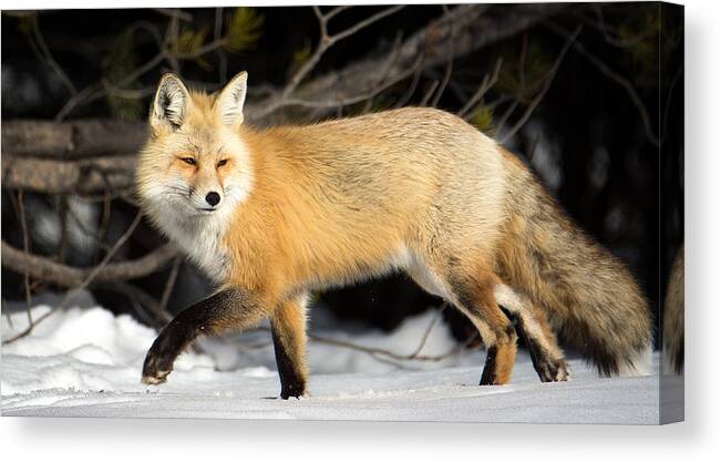 Fox Canvas Print featuring the photograph Fox On a Stroll by Michael Ash