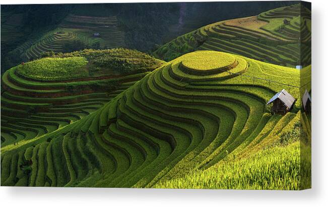 Terrace Canvas Print featuring the photograph Gold Rice Terrace In Mu Cang Chai,vietnam. by Artistname