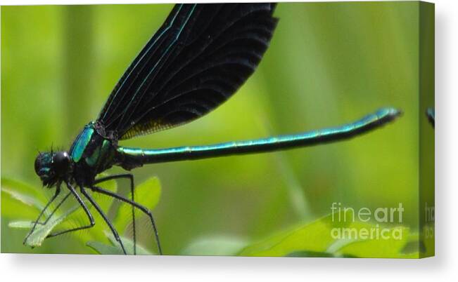Damselfly Canvas Print featuring the photograph Green Damselfly by Lynellen Nielsen