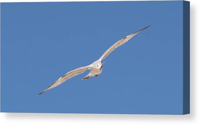 Sea Canvas Print featuring the photograph Gull in Flight - 2 by Christy Pooschke