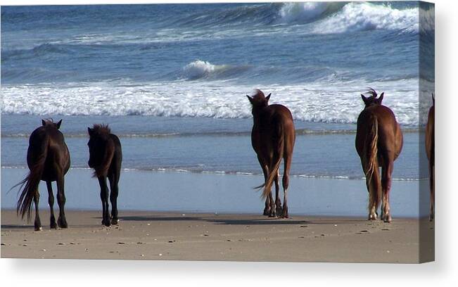 Wild Spanish Mustang Canvas Print featuring the photograph Happy Tails by Kim Galluzzo