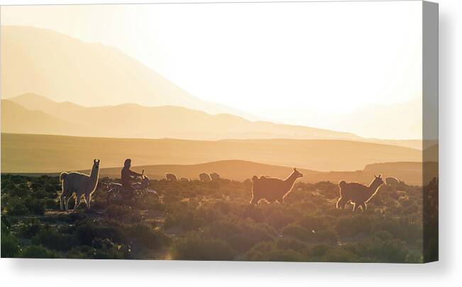 Photography Canvas Print featuring the photograph Herd Of Llamas Lama Glama In A Desert by Panoramic Images