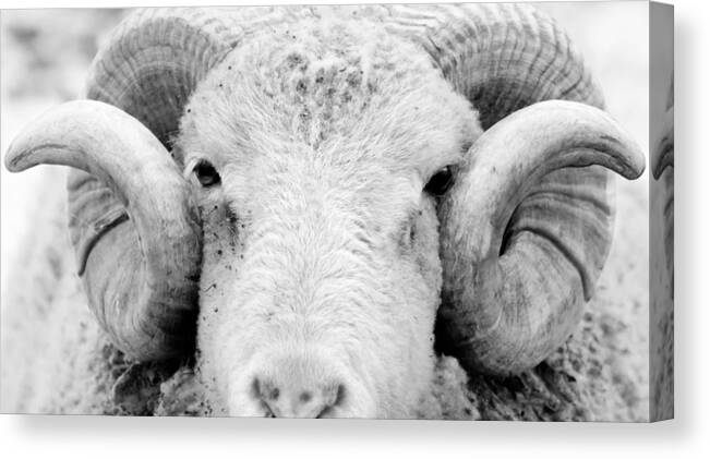 Ram Canvas Print featuring the photograph How Ewe Doin by Courtney Webster