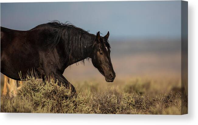 Horse Canvas Print featuring the photograph In The Lead by Kevin Dietrich
