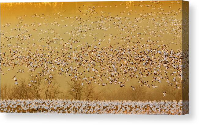 Geese Canvas Print featuring the photograph In The Magic Golden Would by David Hua