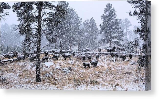 Bison Canvas Print featuring the photograph January Snow by Donald J Gray