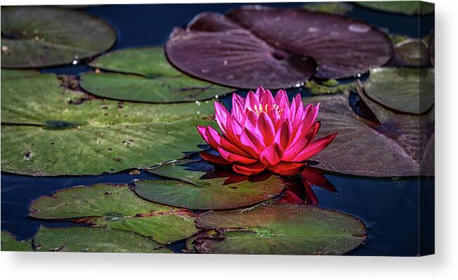 California Canvas Print featuring the photograph Lotus Flower by (c) Swapan Jha