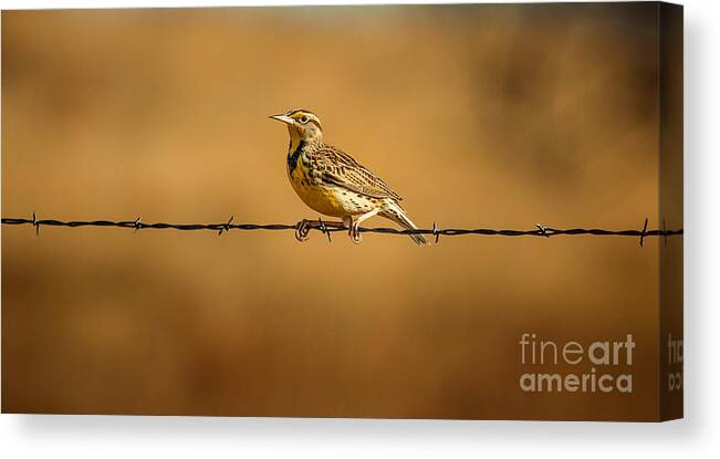 Wildlife Canvas Print featuring the photograph Meadowlark And Barbed Wire by Robert Frederick