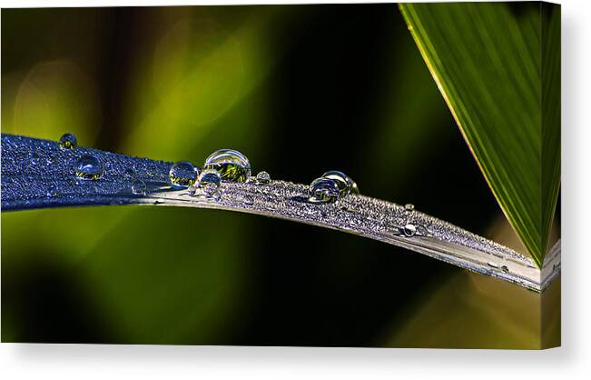 Nature Canvas Print featuring the photograph Morning Dew On Grass Blade by Michael Whitaker
